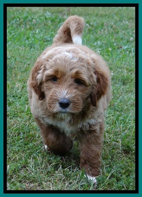Noelle Dawson pups 6 wks old 211