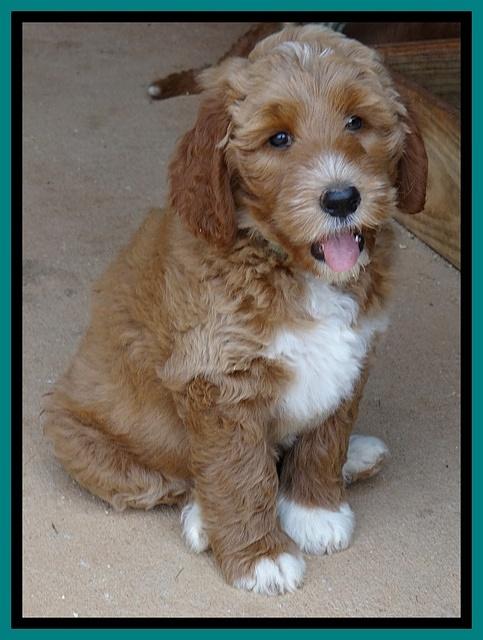 Noelle Dawson pups 7 wks old 341