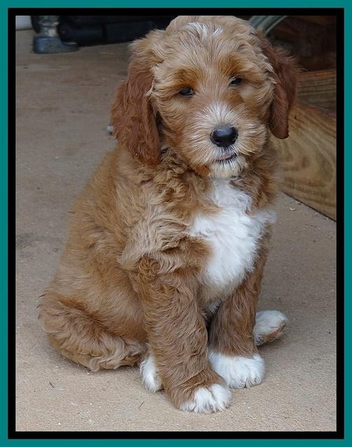 Noelle Dawson pups 7 wks old 361