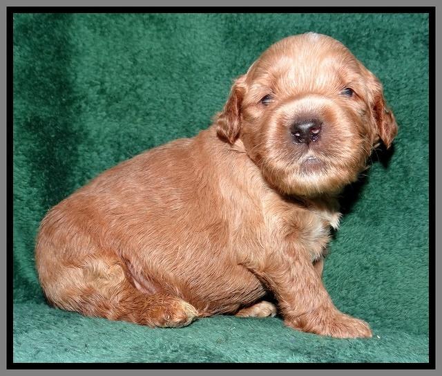 Noelle Dawson 2 weeks old 161
