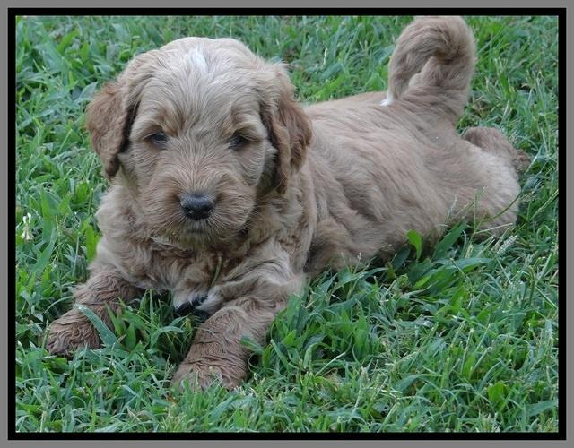 Noelle Dawson pups 5 wks old 151