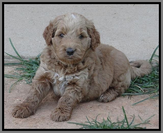 Noelle Dawson pups 5 wks old 161