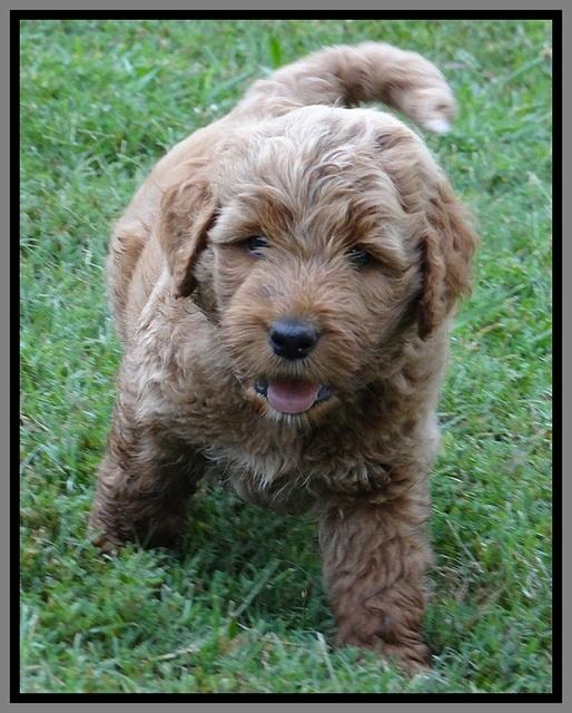Noelle Dawson pups 6 wks old 291