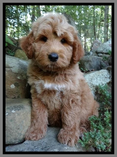 Noelle Dawson pups 8 wks old 51