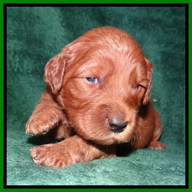 Noelle Dawson 2 weeks old 171