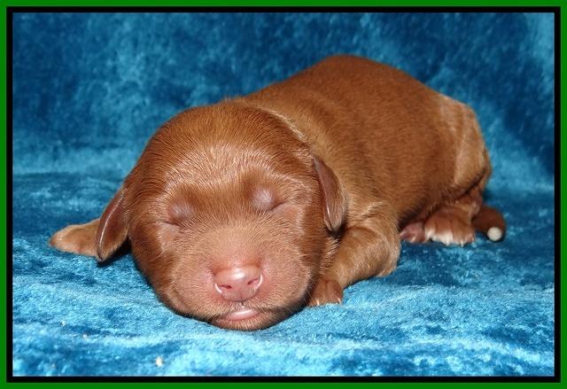 Noelle Dawson Newborn 151