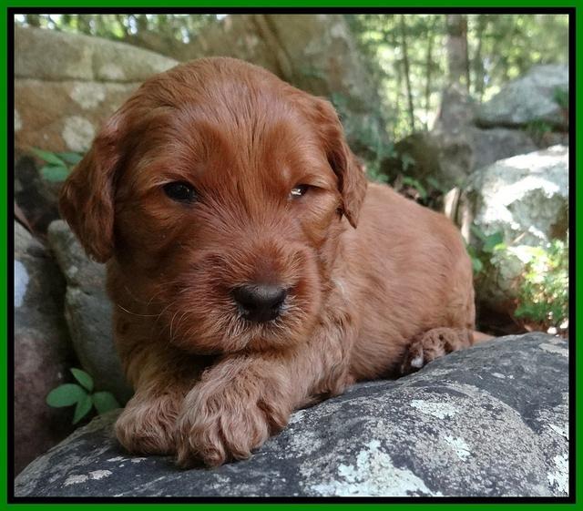Noelle Dawson pups 3 wks old 261