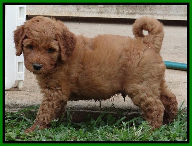 Noelle Dawson pups 6 wks old 331