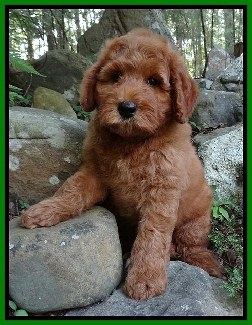 Noelle Dawson pups 8 wks old 81