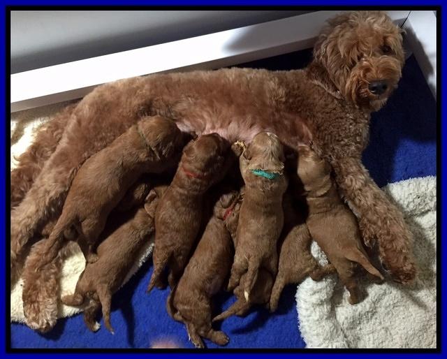 Noelle Dawson 2 weeks old 201