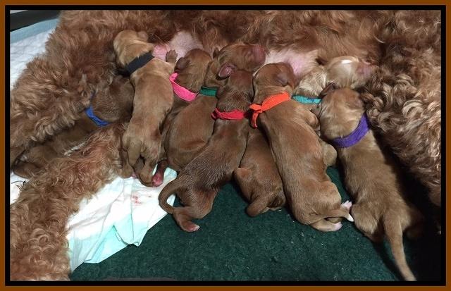 Noelle Dawson newborn pups 21