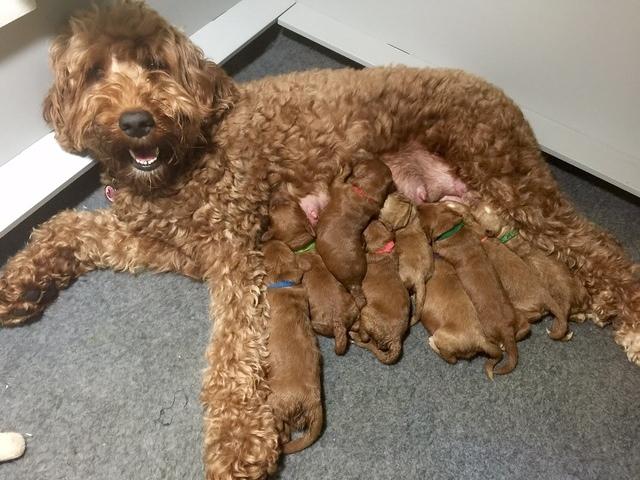 Noelle Dawson pups 1 wk old 11