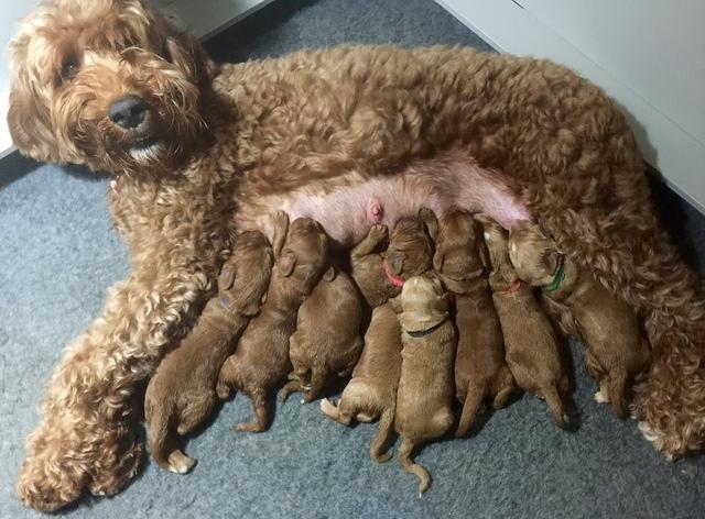 Noelle Dawson pups 1 wk old 31