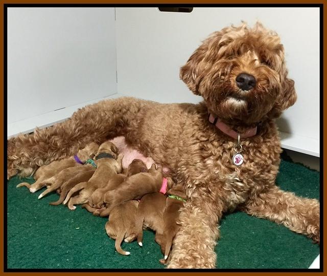 Noelle Dawson pups 1 wk old 71