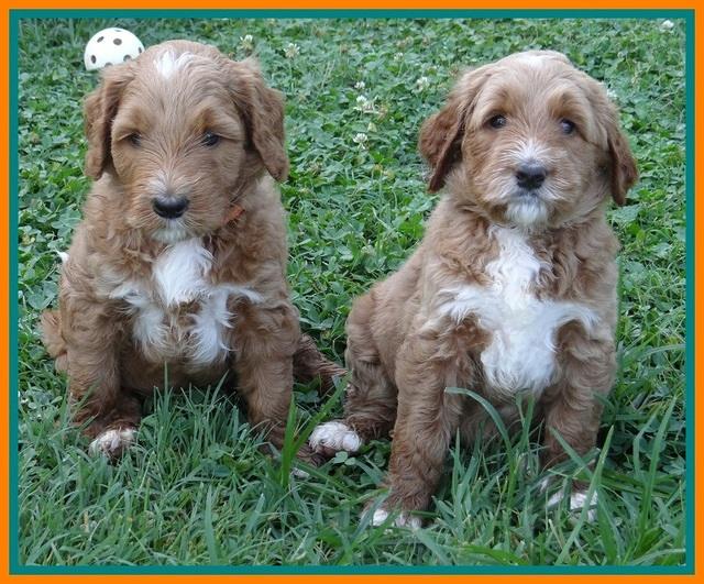 Noelle Dawson pups 5 wks old 22100