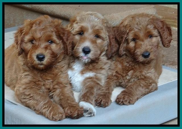 Noelle Dawson pups 7 wks old 531