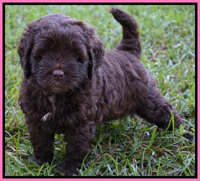 LIza Duke pups 5 wks old 21