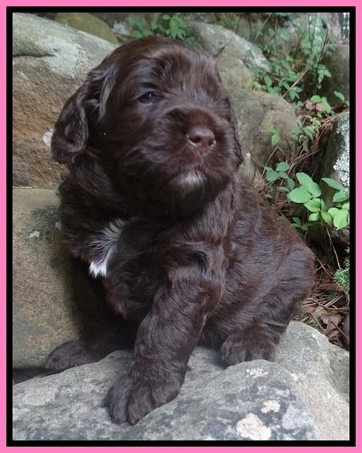 Liza Duke pups 3 wks old 11