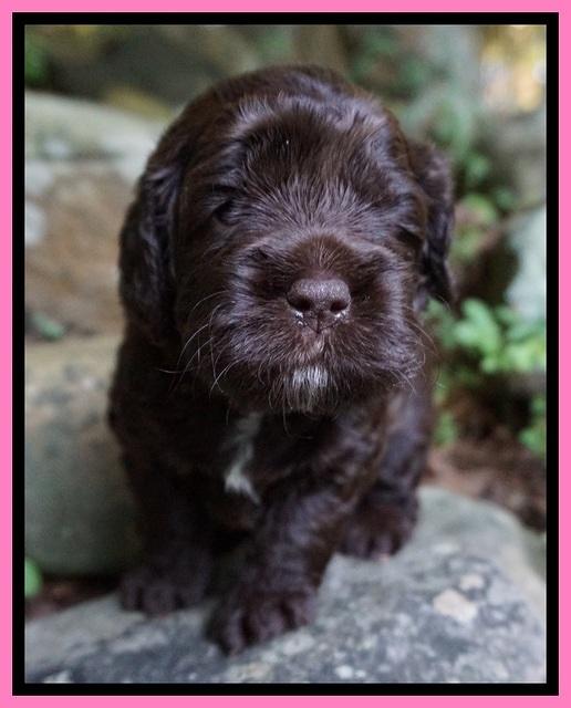 Liza Duke pups 3 wks old 41