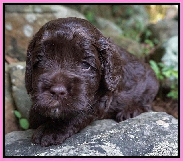 Liza Duke pups 3 wks old 51