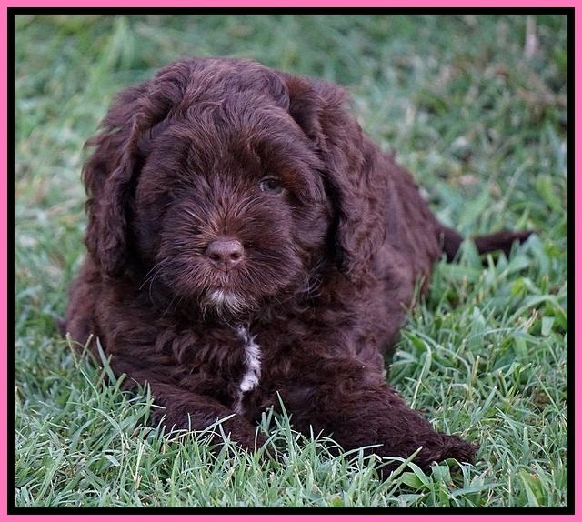 Liza Duke pups 6 wks old 41