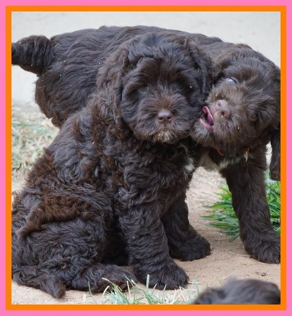 Liza Duke pups 7 wks old 41