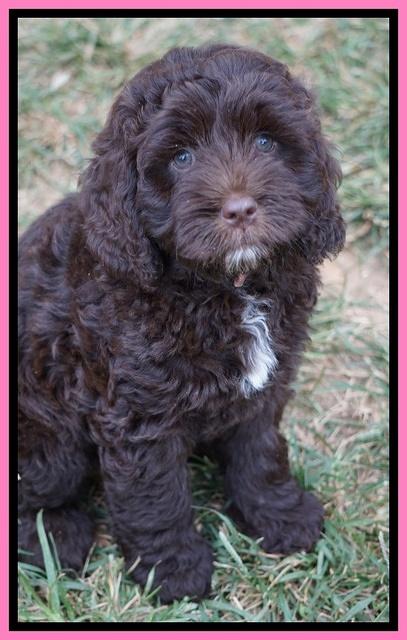 Liza Duke pups 7 wks old 51