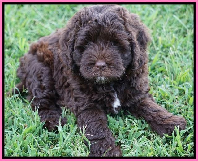 Liza Duke pups 7 wks old 61