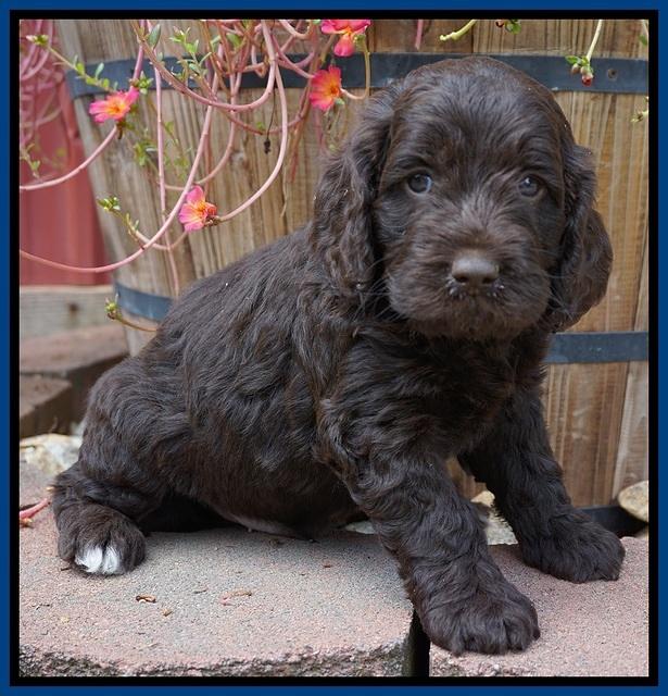 LIza Duke pups 5 wks old 81