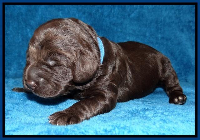Liza Duke pups 1 wk old 41