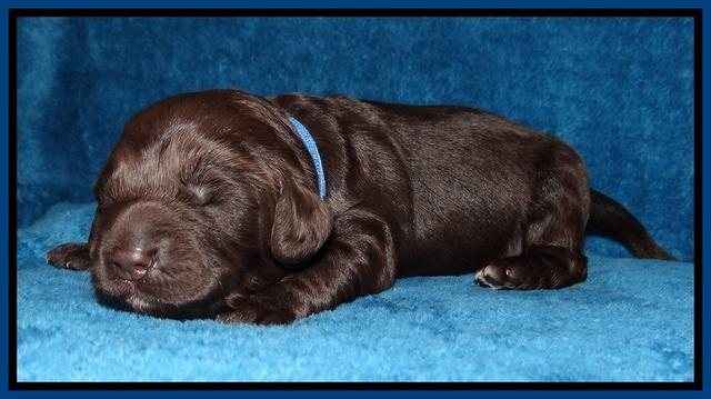 Liza Duke pups 1 wk old 51