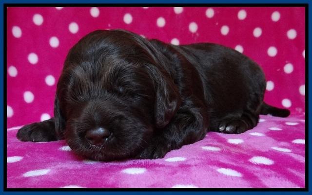 Liza Duke pups 2 wks old 61