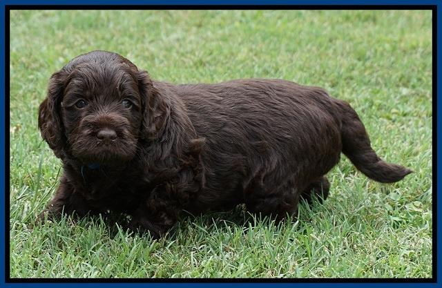 Liza Duke pups 4 wks old 101