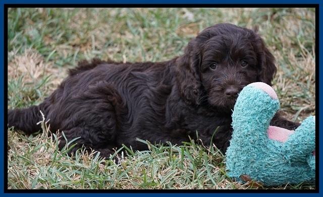 Liza Duke pups 7 wks old 111