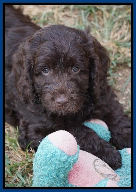 Liza Duke pups 7 wks old 121