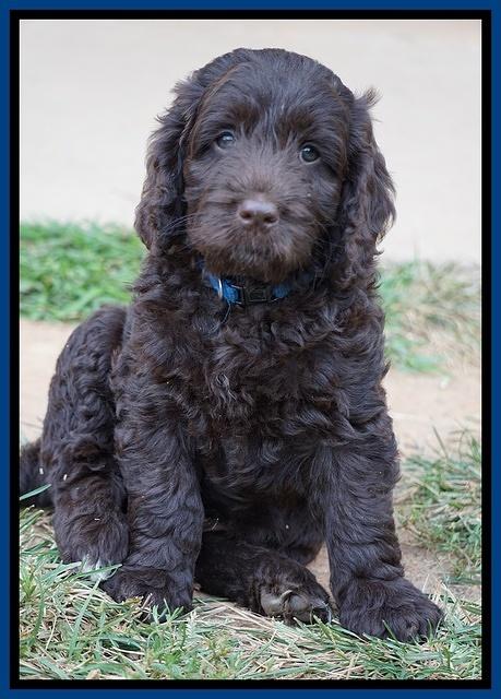 Liza Duke pups 7 wks old 141