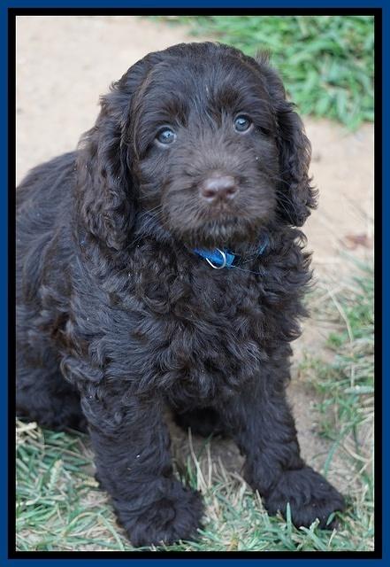 Liza Duke pups 7 wks old 81