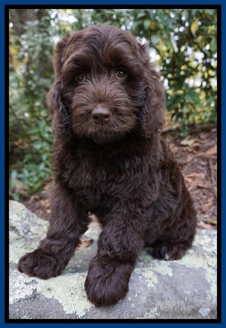 Liza Duke pups Blue and red boys 077