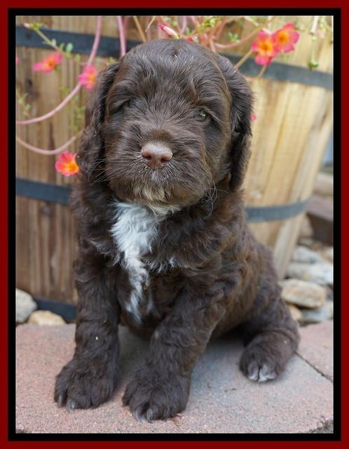 LIza Duke pups 5 wks old 141