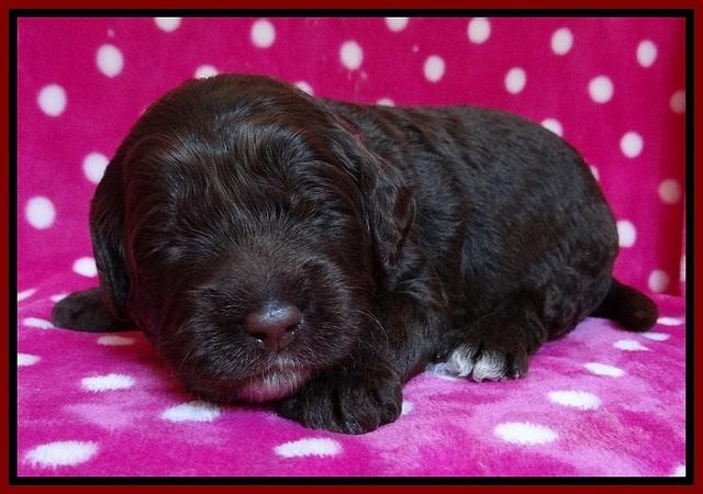 Liza Duke pups 2 wks old 71