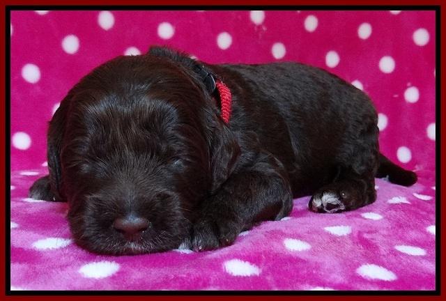 Liza Duke pups 2 wks old 81