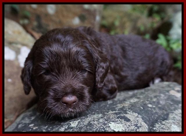 Liza Duke pups 3 wks old 101