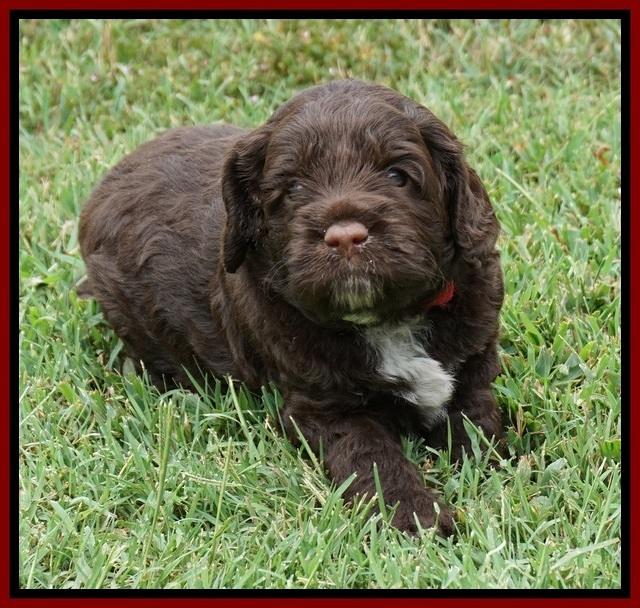 Liza Duke pups 4 wks old 151