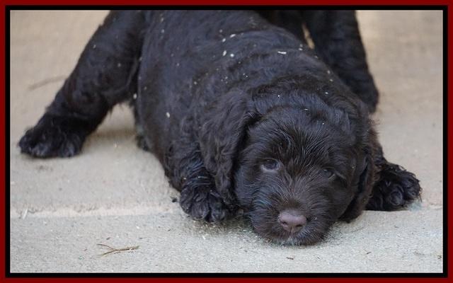 Liza Duke pups 6 wks old 301