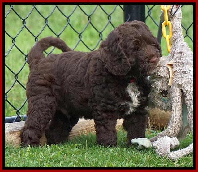 Liza Duke pups 7 wks old 161