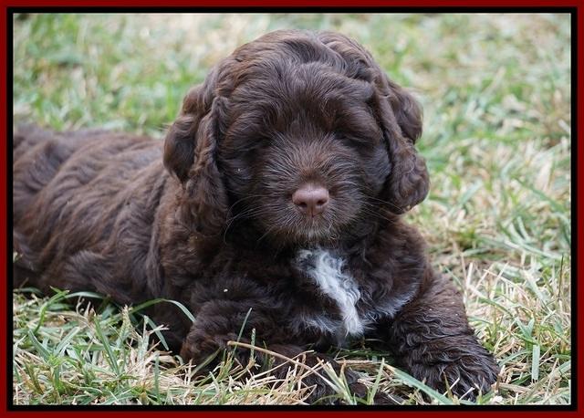 Liza Duke pups 7 wks old 201