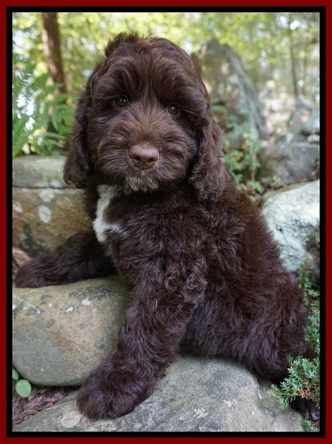 Liza Duke pups Blue and red boys 020