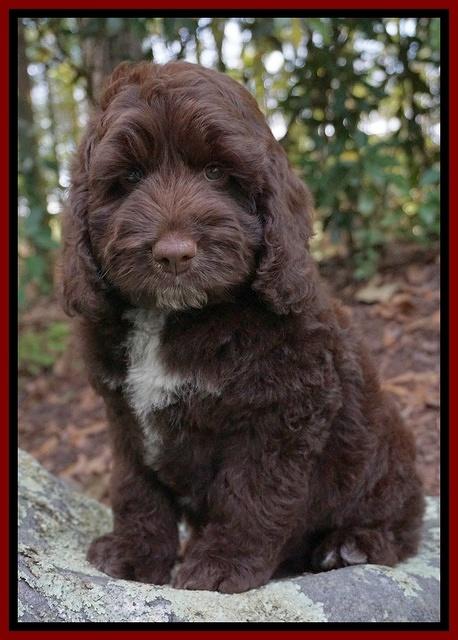 Liza Duke pups Blue and red boys 040