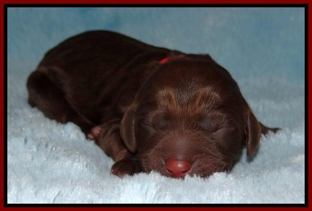 Liza Duke pups newborn 71