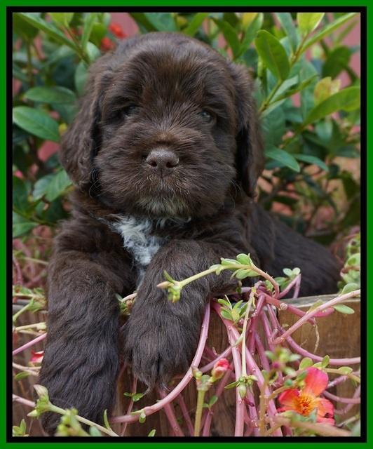 LIza Duke pups 5 wks old 151